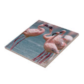 Zwei männliche Kleinere Flamingos (Phoenicopterus Fliese (Seite)