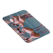 Zwei männliche Kleinere Flamingos (Phoenicopterus Magnet (Rechte Seite)