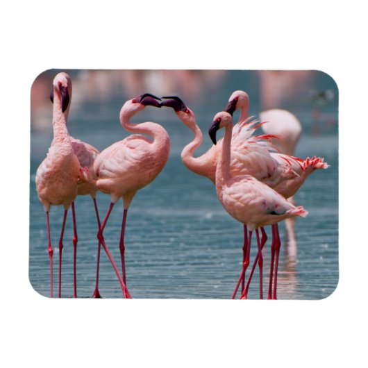 Zwei männliche Kleinere Flamingos (Phoenicopterus Magnet (Horizontal)
