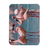 Zwei männliche Kleinere Flamingos (Phoenicopterus Magnet (Vertikal)