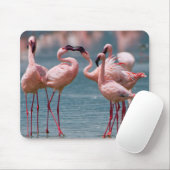 Zwei männliche Kleinere Flamingos (Phoenicopterus Mousepad (Mit Mouse)