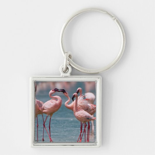 Zwei männliche Kleinere Flamingos (Phoenicopterus Schlüsselanhänger (Vorne)
