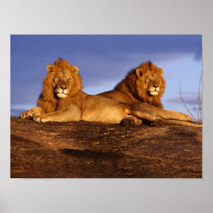 Zwei männliche Löwen Poster