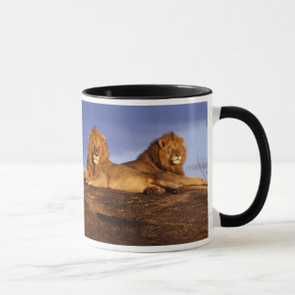 Zwei männliche Löwen und Lioness-Tasse für Leos Tasse