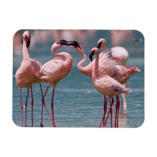 Zwei männliche Zwergflamingos (Phoenicopterus Mino Magnet