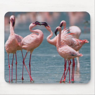Zwei männliche Zwergflamingos (Phoenicopterus Mino Mousepad