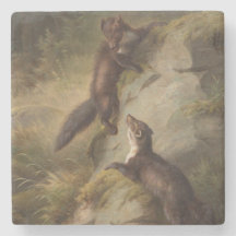 Zwei Martens kämpfen spielerisch im Wald