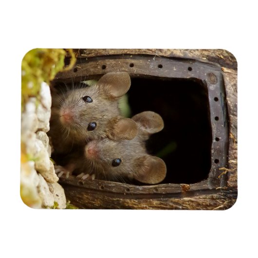 zwei Mäuse am Türmagnet Magnet (Horizontal)