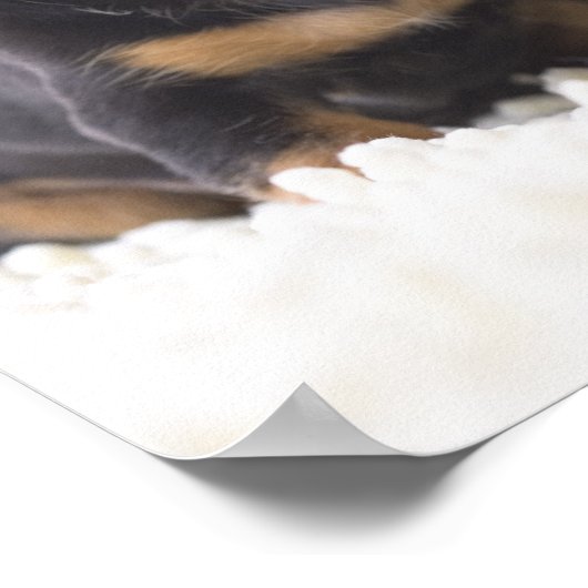 Zwei Mini-Dackeln Poster (Ecke)