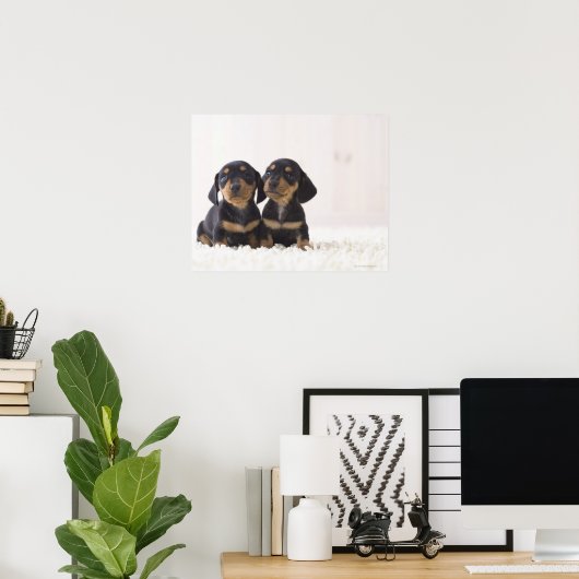 Zwei Mini-Dackeln Poster (Heimbüro)