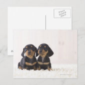 Zwei Mini-Dackeln Postkarte (Vorne/Hinten)
