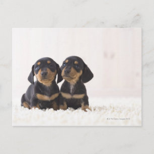 Zwei Mini-Dackeln Postkarte