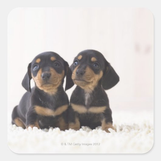 Zwei Mini-Dackeln Quadratischer Aufkleber (Vorderseite)