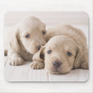 Zwei Miniatur-Dackel Mousepad