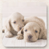 Zwei Miniatur-Dackel Untersetzer (Vorderseite)