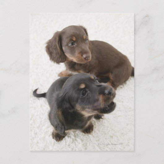Zwei Miniaturbilder, Studio Shot Postkarte (Vorderseite)