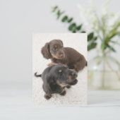 Zwei Miniaturbilder, Studio Shot Postkarte (Stehend Vorderseite)