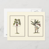Zwei Miniaturpalmen Gerahmt Postkarte (Vorne/Hinten)