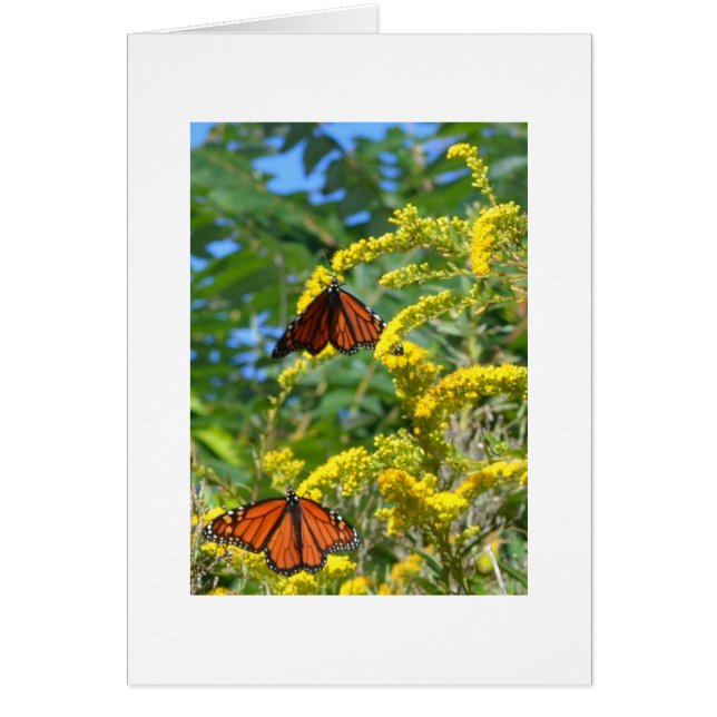 Zwei Monarchen (Vorne)