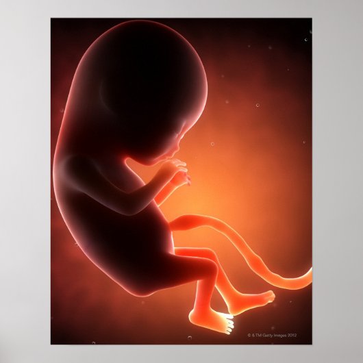 Zwei Monate alter Fetus Poster (Vorne)