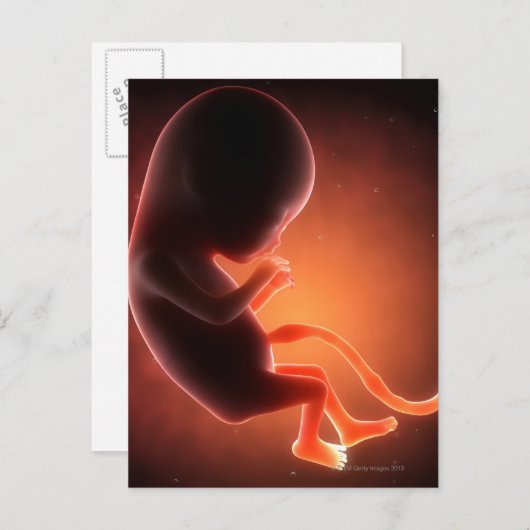 Zwei Monate alter Fetus Postkarte (Vorne/Hinten)