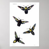 Zwei Monate Poster (Vorne)