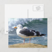 Zwei Möwen Postkarte (Vorne/Hinten)