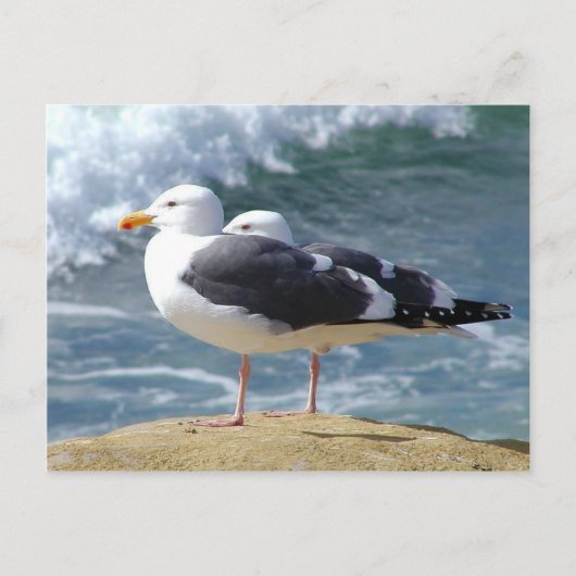 Zwei Möwen Postkarte (Vorderseite)