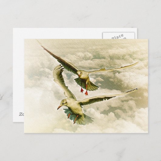 Zwei Möwen Postkarte (Vorne/Hinten)