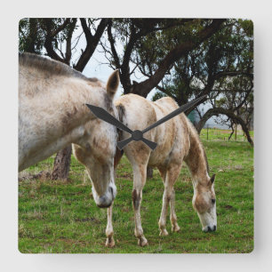 Zwei Muddy White Pferdes Grazing, Quadratische Wanduhr