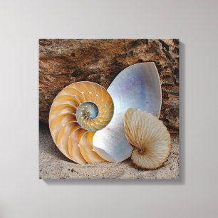 Zwei Nautilus-Muscheln Leinwanddruck