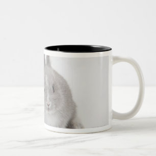 Zwei Netherland Zwerg und Zweifarbige Tasse