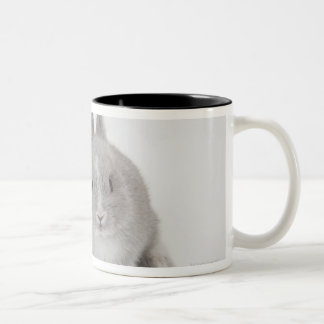 Zwei Netherland Zwerg und Zweifarbige Tasse