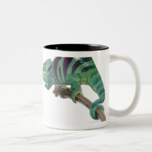 Zwei neugierige Panther-Chamäleone sind (Furcifer Zweifarbige Tasse
