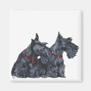 Zwei neugierige Scottish Terrier Magnet