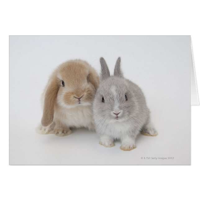 Zwei niederländische Zwerge- und Holland-Lop-Bände (Vorderseite (Horizontal))