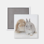 Zwei niederländische Zwerge- und Holland-Lop-Bände Magnet (Vorderseite/Rückseite)