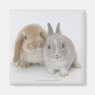 Zwei niederländische Zwerge- und Holland-Lop-Bände Magnet