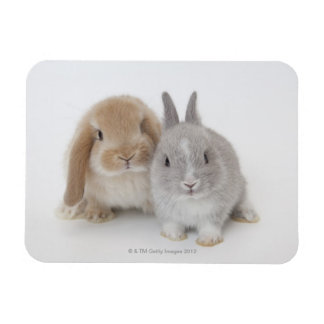Zwei niederländische Zwerge- und Holland-Lop-Bände Magnet