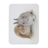 Zwei niederländische Zwerge- und Holland-Lop-Bände Magnet (Vertikal)
