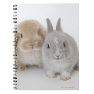 Zwei niederländische Zwerge- und Holland-Lop-Bände Notizblock