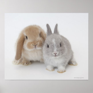 Zwei niederländische Zwerge- und Holland-Lop-Bände Poster