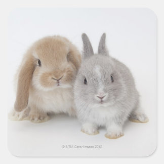 Zwei niederländische Zwerge- und Holland-Lop-Bände Quadratischer Aufkleber