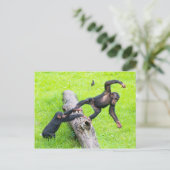 Zwei niedlich freche Babyschimpansen spielen auf e Postkarte (Stehend Vorderseite)