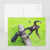 Zwei niedlich freche Babyschimpansen spielen auf e Postkarte (Vorne/Hinten)
