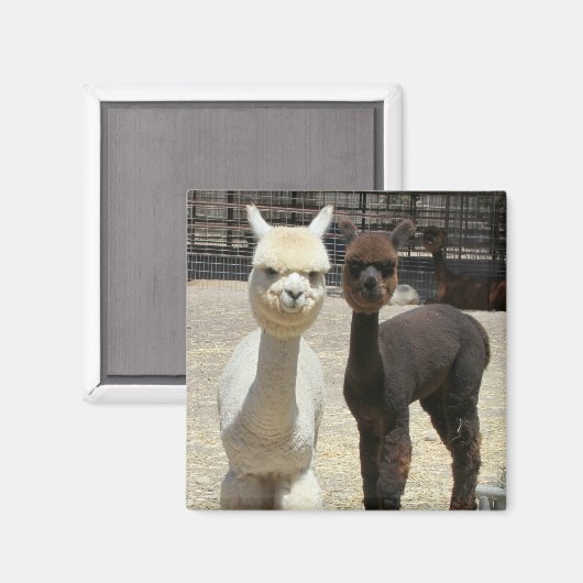 Zwei Niedliche Alpacas Magnet (Vorderseite/Rückseite)