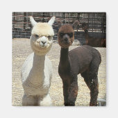 Zwei Niedliche Alpacas Magnet (Vorne)