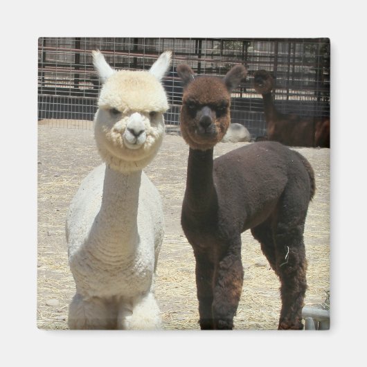 Zwei Niedliche Alpacas Magnet (Vorne)