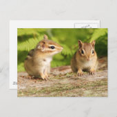 Zwei Niedliche Chipmunk-Babys Postkarte (Vorne/Hinten)