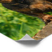 Zwei Niedliche Dackel Hunde Dackel Head Portrait F Poster (Ecke)